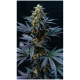 Super Sativa Seed Club - Black Lebanon (Feminizált) kannabis mag