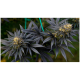 Super Sativa Seed Club - Black Lebanon (Feminizált) kannabis mag