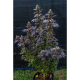 Super Sativa Seed Club - Black Lebanon (Feminizált) kannabis mag