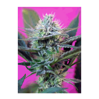 Sweet Seeds +Speed (Autoflowering)