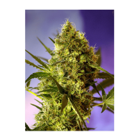 Sweet Seeds - Big Devil#2 (Autoflowering)