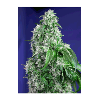 Sweet Seeds - Big Devil F1 Fast Version (Feminized)