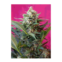 Sweet Seeds - Big Devil XL (Autoflowering)