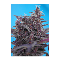 Sweet Seeds - Black Cream (Autoflowering)