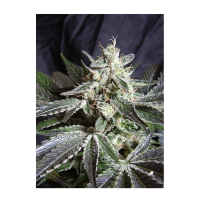 Sweet Seeds - Black Jack F1 Fast Version (Feminized)