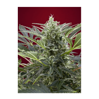 Sweet Seeds - Cream 47 (Feminized)