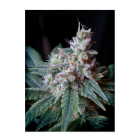 Sweet Seeds - Cream Caramel F1 Fast Version (Feminized)