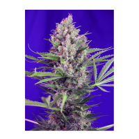 Sweet Seeds Cream Mandarine F1 Fast Version (Feminized)