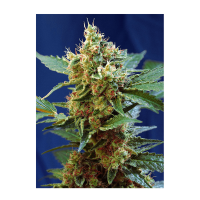 Sweet Seeds - Cream Mandarine XL (Autoflowering)