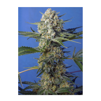 Sweet Seeds - Crystal Candy F1 Fast Version (Feminized)