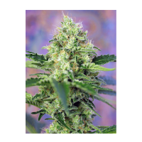 Sweet Seeds - Crystal Candy (Feminized)
