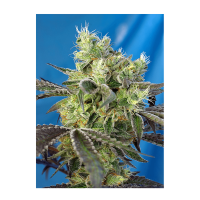 Sweet Seeds - Do-Sweet-Dos (Feminized)
