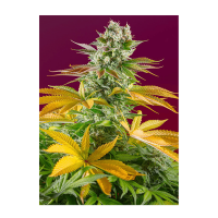 Sweet Seeds - Gorilla Girl F1 Fast Version (Feminizált)