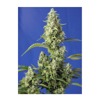 Sweet Seeds - Gorilla Girl XL (Autoflowering)