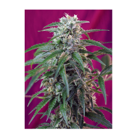 Sweet Seeds - Green Poison (Autoflowering)