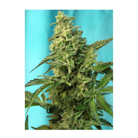 Sweet Seeds - Green Poison F1 Fast Version (Feminizált)