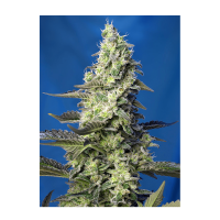 Sweet Seeds - Green Poison XL (Autoflowering)