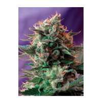 Sweet Seeds - Jack 47 F1 Fast Version (Feminizált)