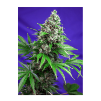 Sweet Seeds - Killer Kush F1 Fast Version (Feminizált)