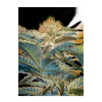 Sweet Seeds - Mohan Ram (Feminizált)