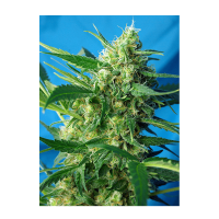 Sweet Seeds - NYC Diesel (Autoflowering)