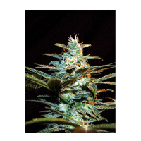Sweet Seeds - NYC Diesel (Feminizált)