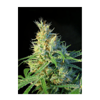 Sweet Seeds - Psicodelicia (Feminizált)