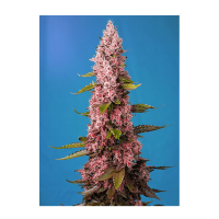 Sweet Seeds - Red Hot Cookies (Feminizált)
