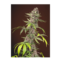 Sweet Seeds - Red Mandarine F1 Fast Version (Feminizált)