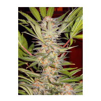 Sweet Seeds - S.A.D. Sweet Afgani Delicious S1 (Feminizált)
