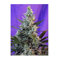 Sweet Seeds - Sweet Skunk F1 Fast Version (Feminizált)
