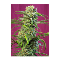 Sweet Seeds - Sweet Tai (Feminizált)
