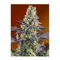Sweet Seeds - Sweet Zenzation (Feminizált)