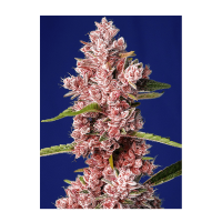 Sweet Seeds - Tropicanna Poison F1 Fast Version (Feminizált)