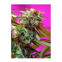 Sweet Seeds - Wild Rose (Feminizált)
