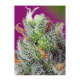Sweet Seeds - Black Jack CBD (Feminized) kannabis mag