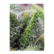 Sweet Seeds - Chem Beyond Diesel CBD (Feminized) kannabis mag