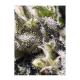 Sweet Seeds - Cream Caramel (Autoflowering) kannabis mag