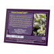 Sweet Seeds - Cream Caramel (Autoflowering) kannabis mag