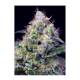 Sweet Seeds - Cream Caramel (Feminized) kannabis mag