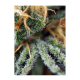 Sweet Seeds - Cream Caramel (Feminized) kannabis mag