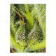 Sweet Seeds - Cream Mandarine XL (Autoflowering) cannabis seeds