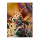 Sweet Seeds - Cream Mandarine XL (Autoflowering) cannabis seeds