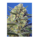 Sweet Seeds - Crystal Candy F1 Fast Version (Feminized) kannabis mag