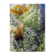 Sweet Seeds - Crystal Candy F1 Fast Version (Feminized) kannabis mag