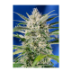 Sweet Seeds - Crystal Candy (Autoflowering) kannabis mag
