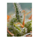 Sweet Seeds - Crystal Candy (Autoflowering) kannabis mag