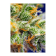 Sweet Seeds - Crystal Candy XL (Autoflowering) cannabis seeds
