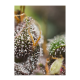 Sweet Seeds - Dark Devil (Autoflowering) kannabis mag