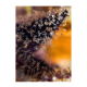 Sweet Seeds - Dark Devil (Autoflowering) kannabis mag